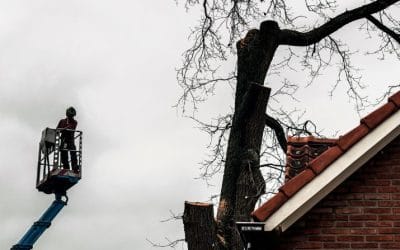 Does Homeowners Insurance Cover Tree Removal?