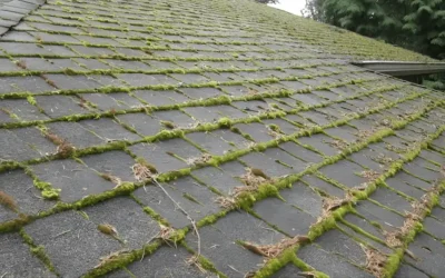 Moss, Algae & Mold_ Roof Threats You Can’t Ignore