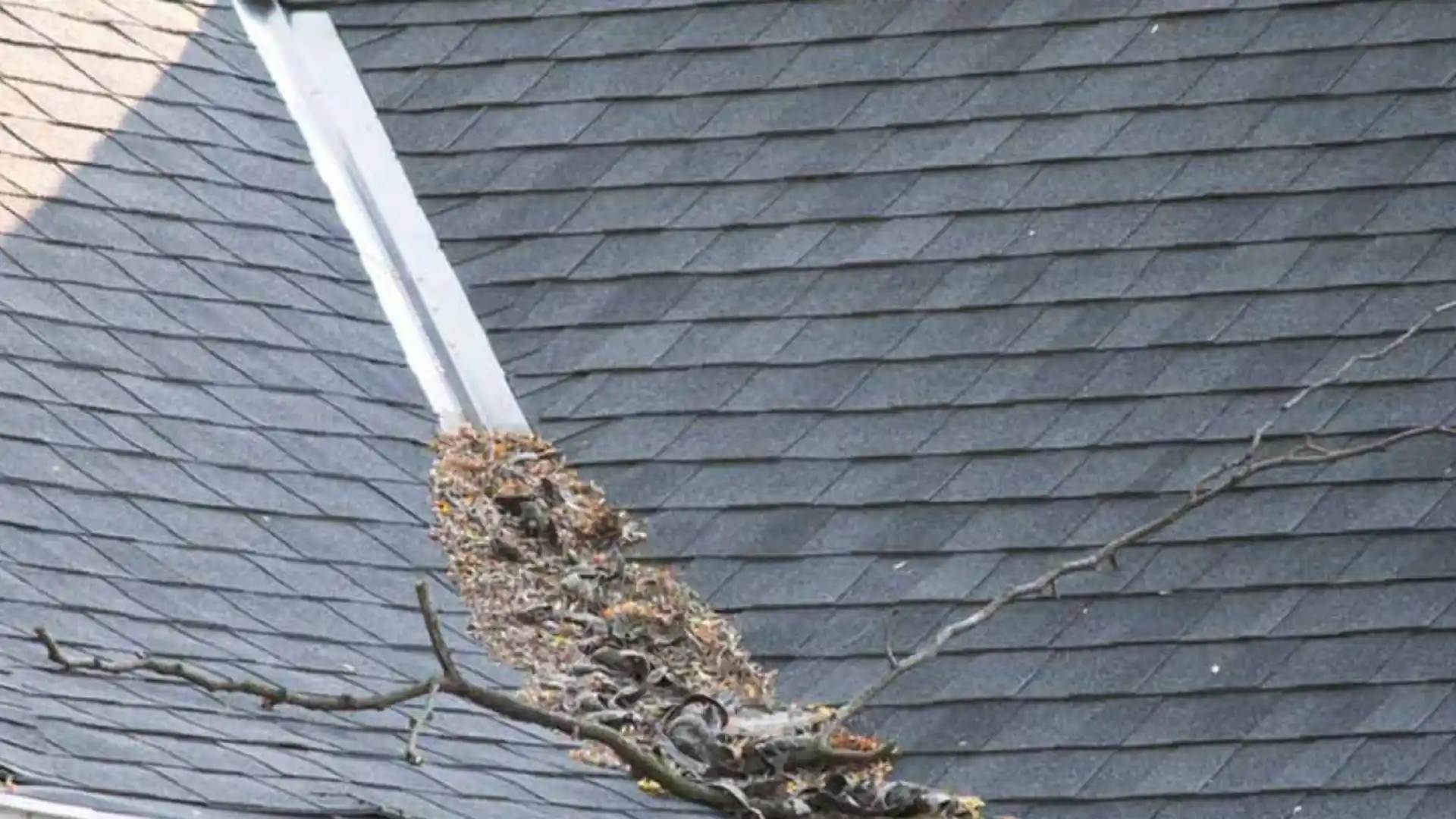 Animal or Storm Damage img rep